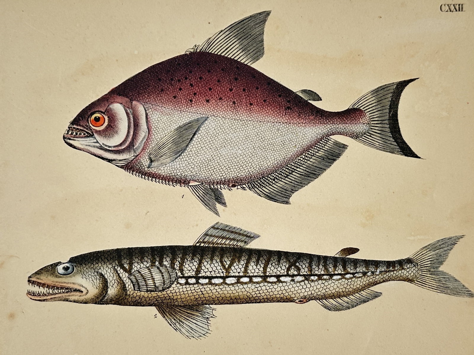 Friedrich Johann Justin Bertuch (1747–1822) – View of Fish Species – Hand-Colored Engraving (1 of 2)