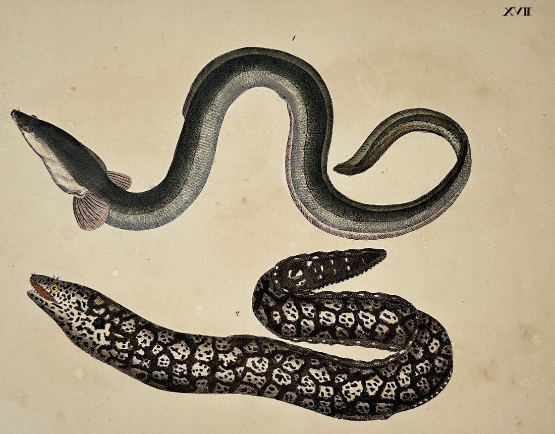 Friedrich Johann Justin Bertuch (1747–1822) – View of Eel and Moray Species (1 of 2)