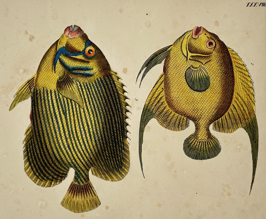 Friedrich Johann Justin Bertuch (1747–1822) – View of Tropical Fish Species: "XXXXVIII" depicts a natural history study of two vibrant tropical fish specimens rendered against a solid buff-colored background, with the fish on the left showing an oval-shaped body with vertical 