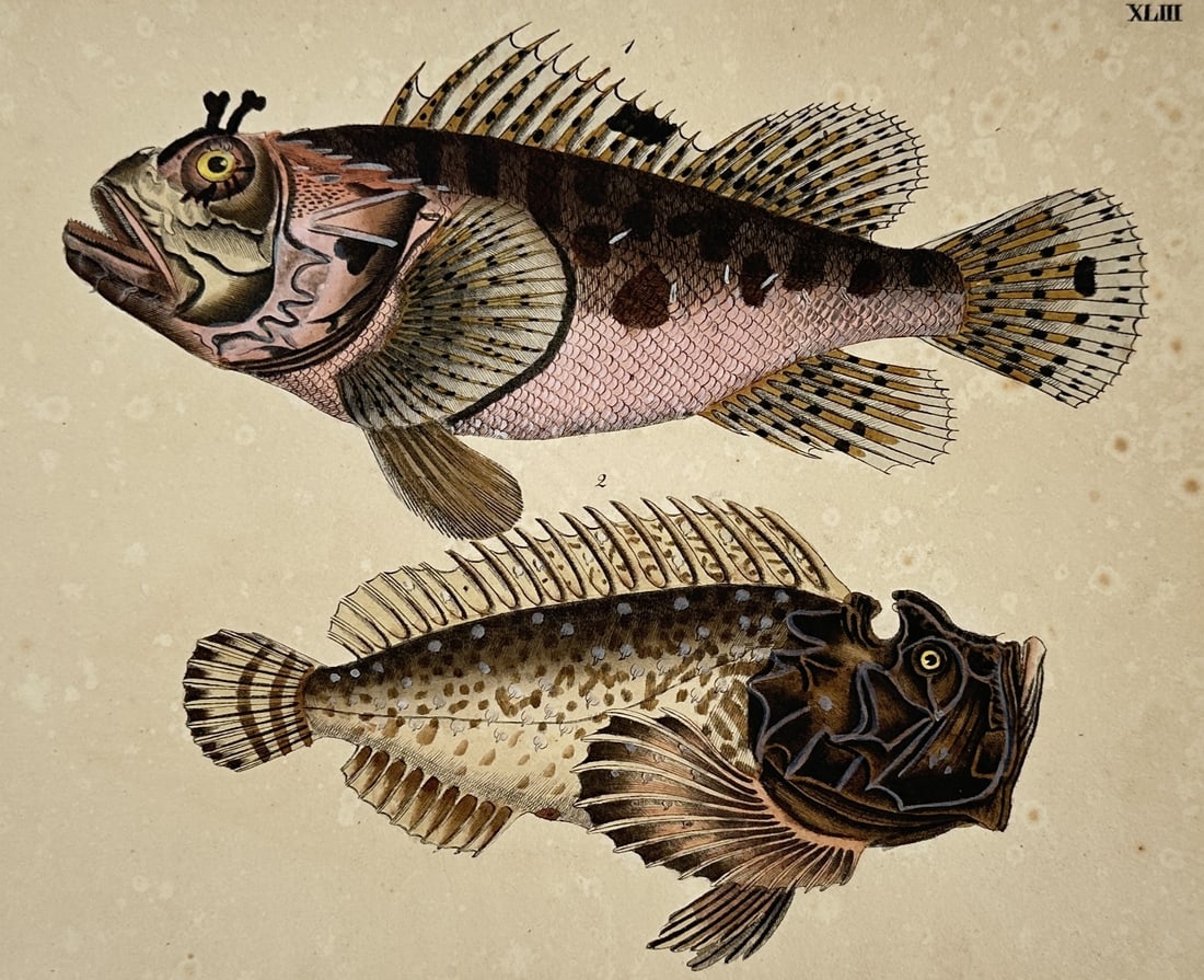 Friedrich Johann Justin Bertuch (1747–1822) – View of Scorpionfish Species: "XLIII" depicts a natural history study of two bottom-dwelling marine fish specimens rendered in profile against a solid buff-colored background, with the upper specimen showing a horn-like protrusion