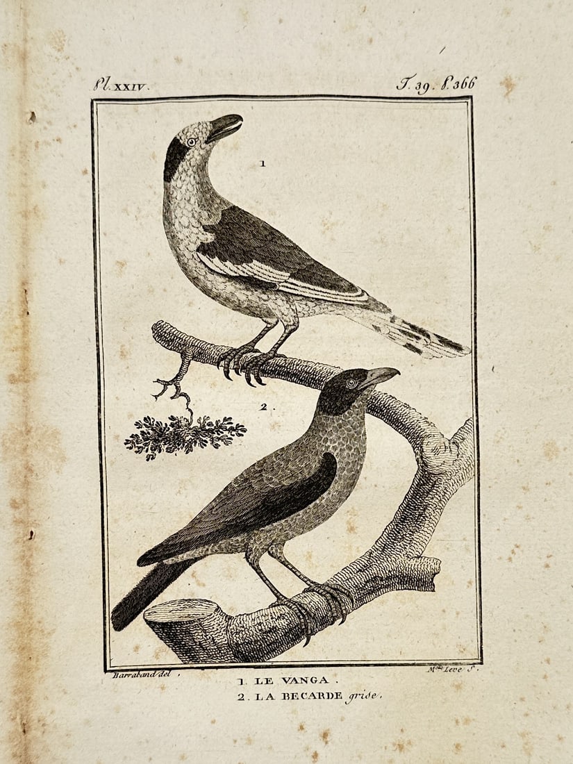 Georges-Louis Leclerc, Comte de Buffon – View of Bird Species – Engraving (c. 1749–1788): "1. Le Vanga. 2. La Becarde grise" depicts a natural history study of two bird varieties shown in profile within a simple framed border, with the upper bird featuring a strong hooked beak and perched 