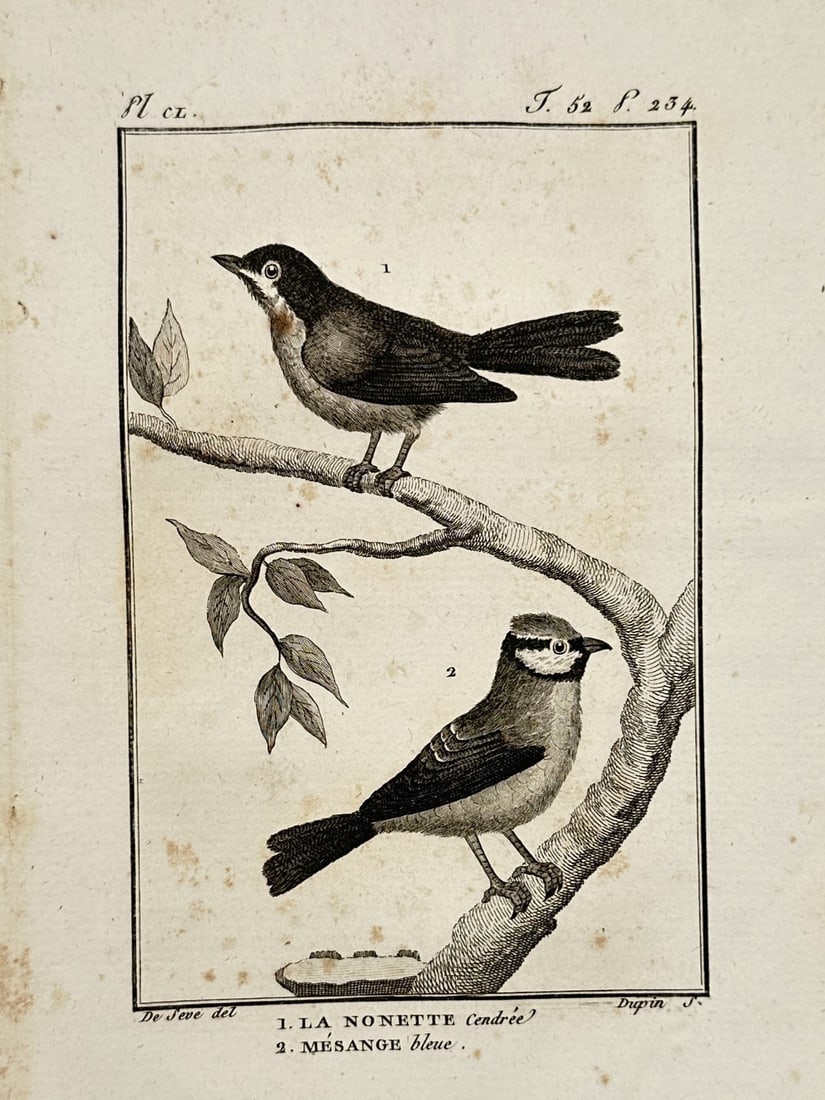 Georges-Louis Leclerc, Comte de Buffon – View of Tit and Flycatcher Varieties – Engraving (1 of 2)