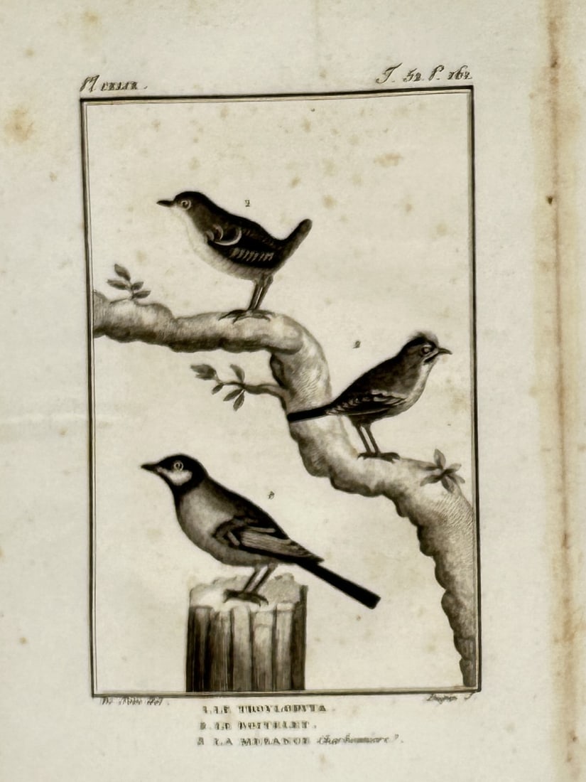 Georges-Louis Leclerc, Comte de Buffon – View of Wren and Tit Varieties – Engraving (c. (1 of 2)