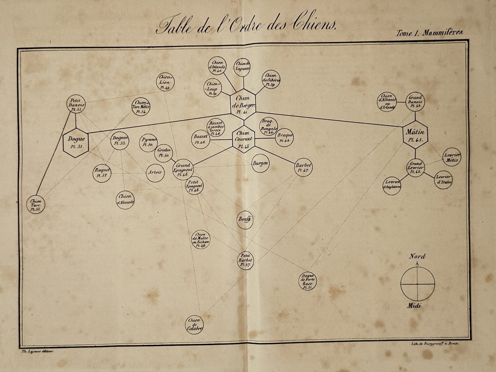 Georges-Louis Leclerc, Comte de Buffon – View of a Canine Classification Diagram – Engraving (1 of 2)