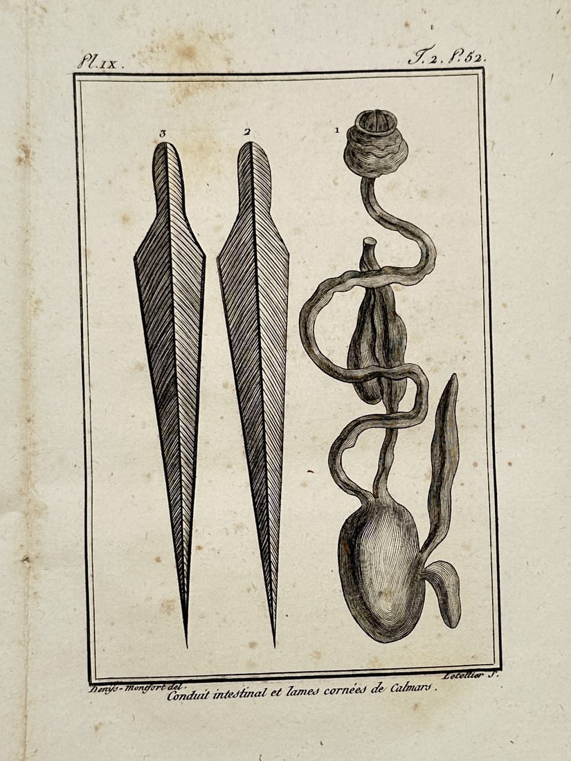 Georges-Louis Leclerc, Comte de Buffon – View of Squid Anatomy Diagrams – Engraving (1 of 2)