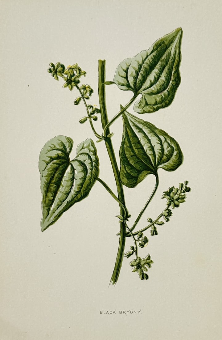 Frederick Edward Hulme – View of a Black Bryony Botanical Study – Chromolithograph: "Black Bryony" depicts a botanical natural history study of a flowering vine specimen isolated against a plain cream background, showing a central green stem climbing upwards with three prominent hear