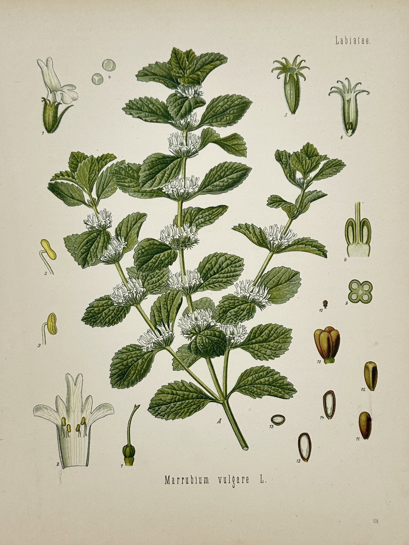 Franz Eugen Köhler (1889–1914) – View of a White Horehound Botanical Study – Chromolithograph (1 of 2)