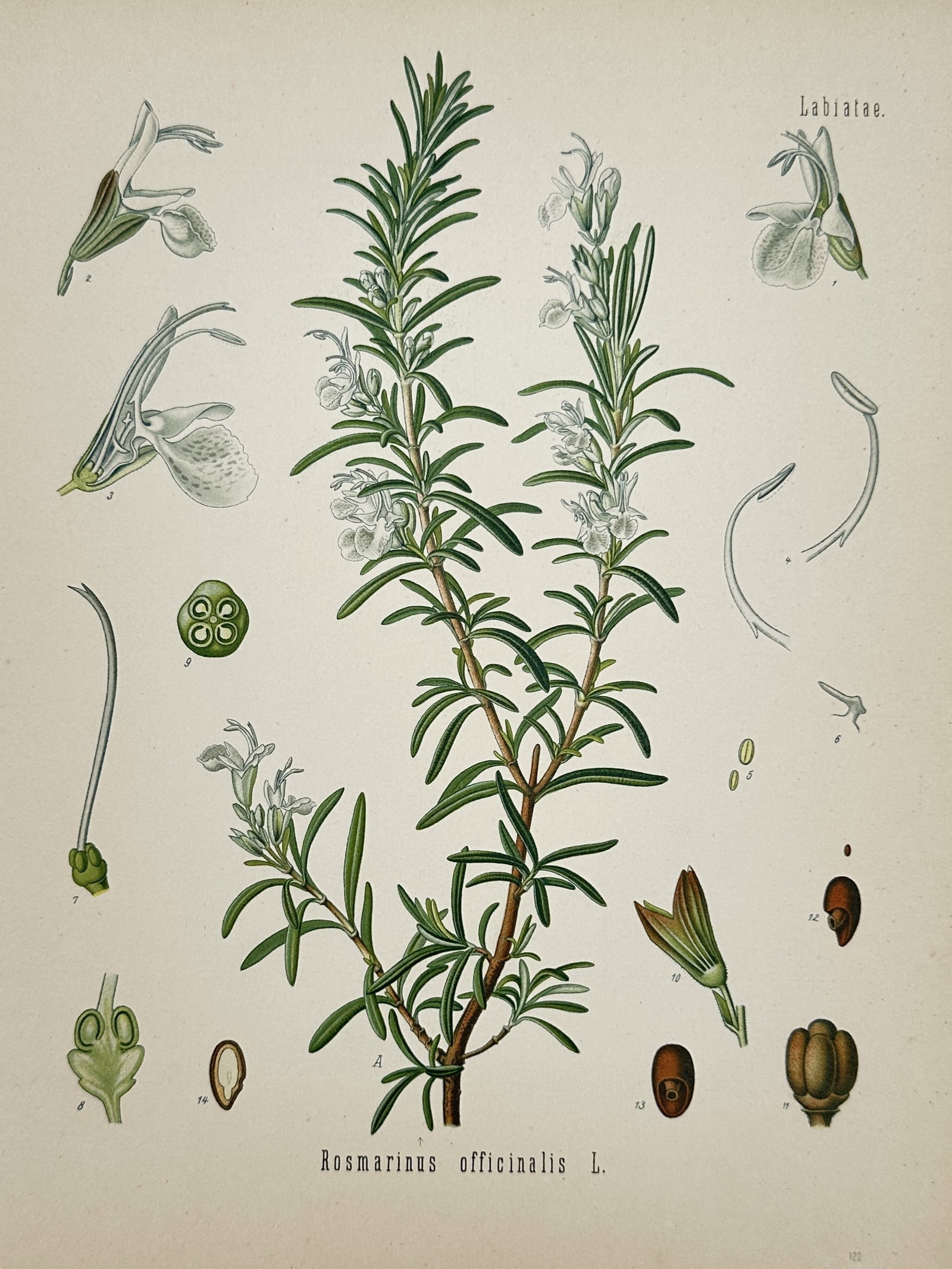 Franz Eugen Köhler (1889–1914) – View of a Rosemary Botanical Study – Chromolithograph (1887): "Rosmarinus officinalis L." depicts a detailed scientific botanical study of a rosemary plant belonging to the Labiatae family, featuring a central woody branching stem covered in narrow, needle-like 