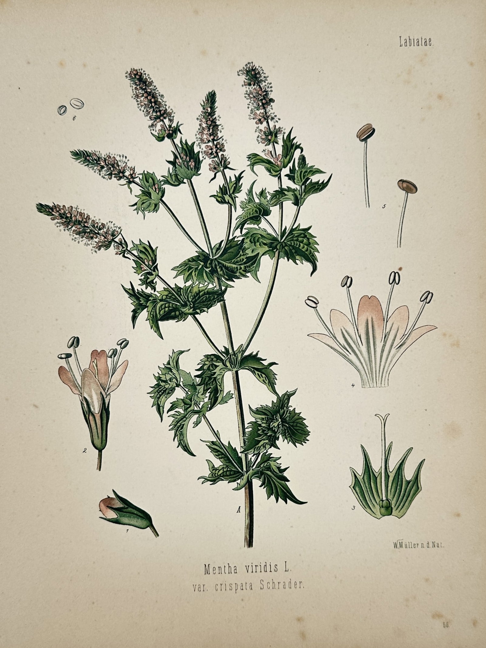 Franz Eugen Köhler (1889–1914) – View of a Spearmint Botanical Study – Chromolithograph: "Mentha viridis L. var. crispata Schrader." depicts a detailed scientific botanical study of a spearmint variety belonging to the Labiatae family, featuring a central upright stem covered in serrated,