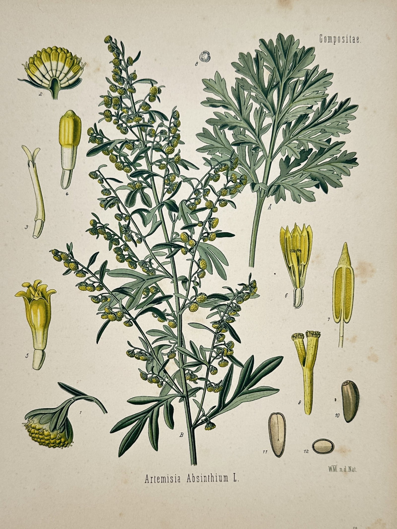Franz Eugen Köhler (1889–1914) – View of a Wormwood Botanical Study – Chromolithograph (1887) (1 of 2)