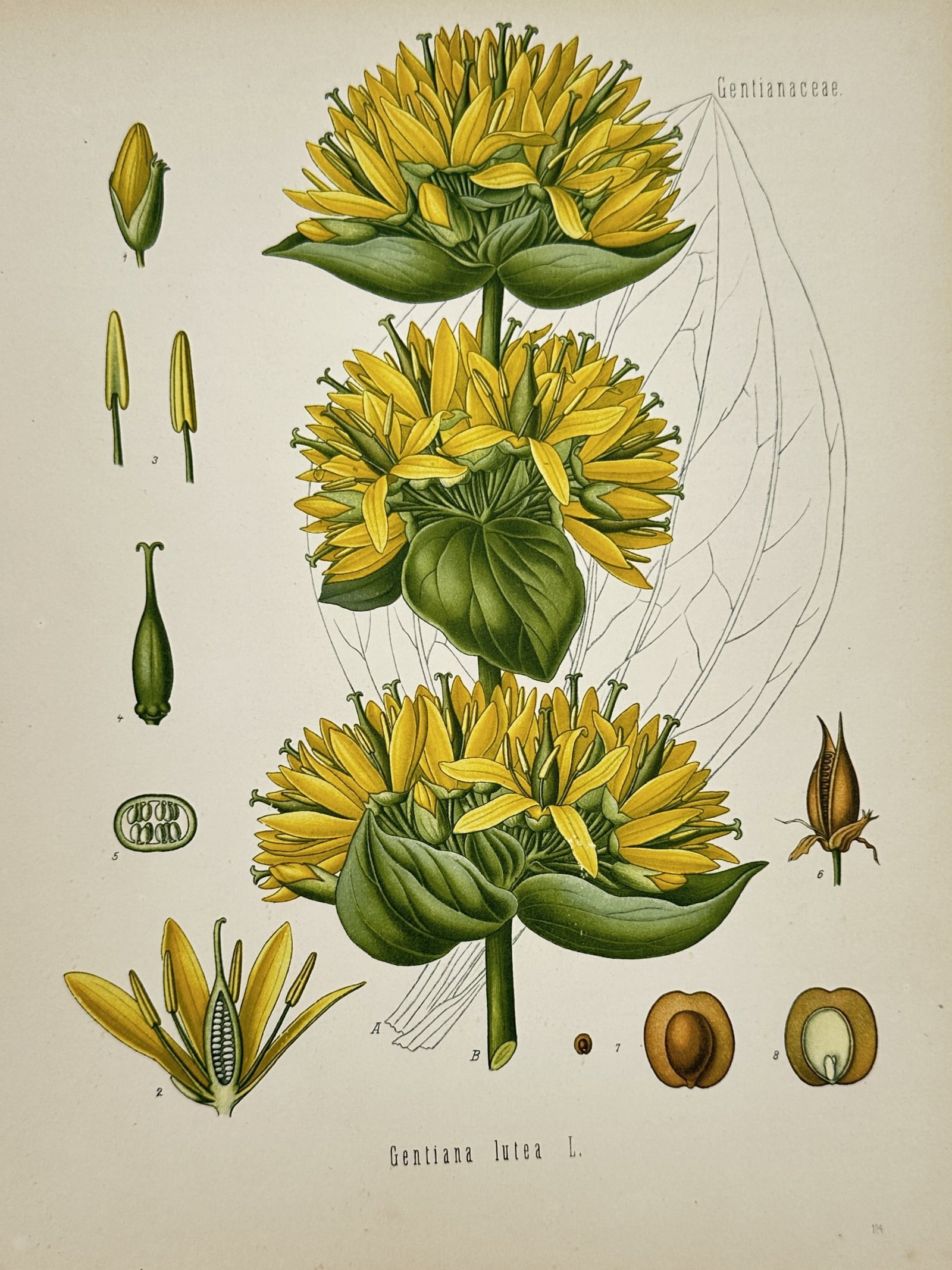Franz Eugen Köhler – View of a Great Yellow Gentian Botanical Study – Chromolithograph (1887) (1 of 2)