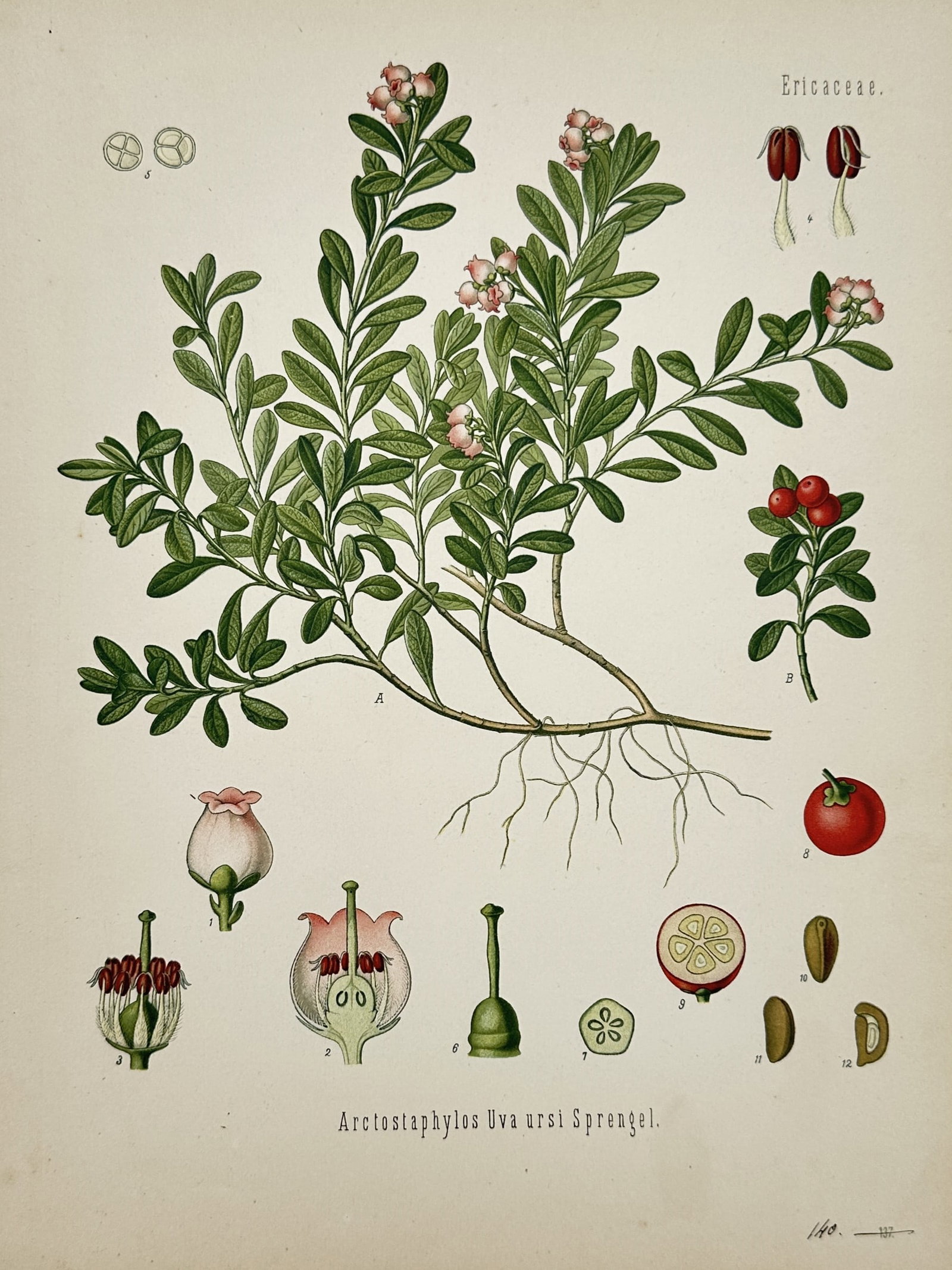 Franz Eugen Köhler (1889–1914) – View of a Bearberry Botanical Study – Chromolithograph: "Arctostaphylos Uva ursi Sprengel." depicts a detailed scientific botanical study of a bearberry plant belonging to the Ericaceae family, featuring a central low-growing creeping shrub with trailing s