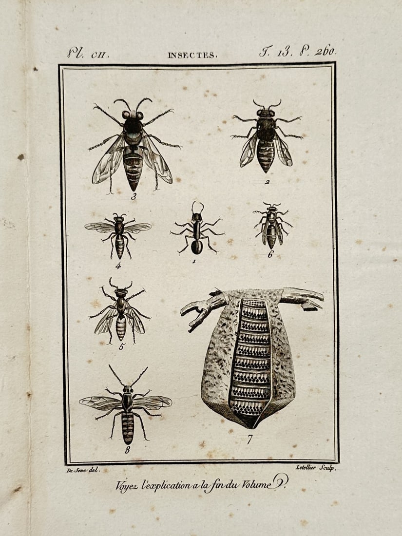 Georges-Louis Leclerc, Comte de Buffon – Insects – Engraving (1770–1785) (1 of 2)