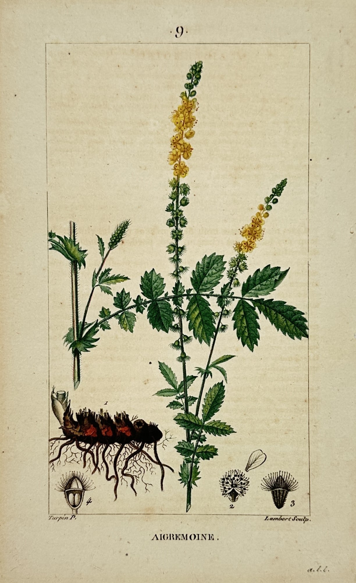 Pierre Jean François Turpin (1775–1840) – Aigremoine – Hand-coloured engraving (1800–1820) (1 of 2)