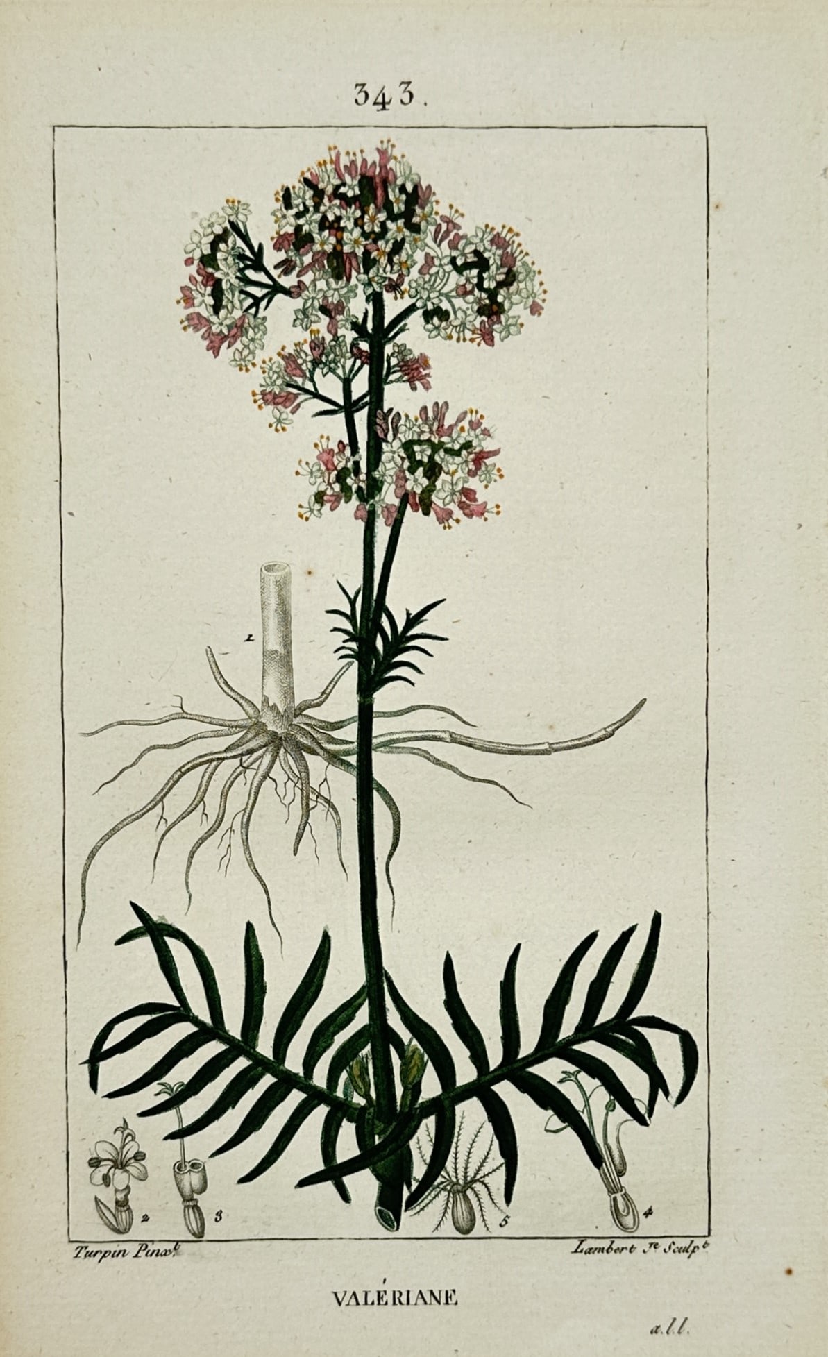 Pierre Jean François Turpin (1775–1840) – Valériane – Hand-coloured engraving (1800–1820) (1 of 2)