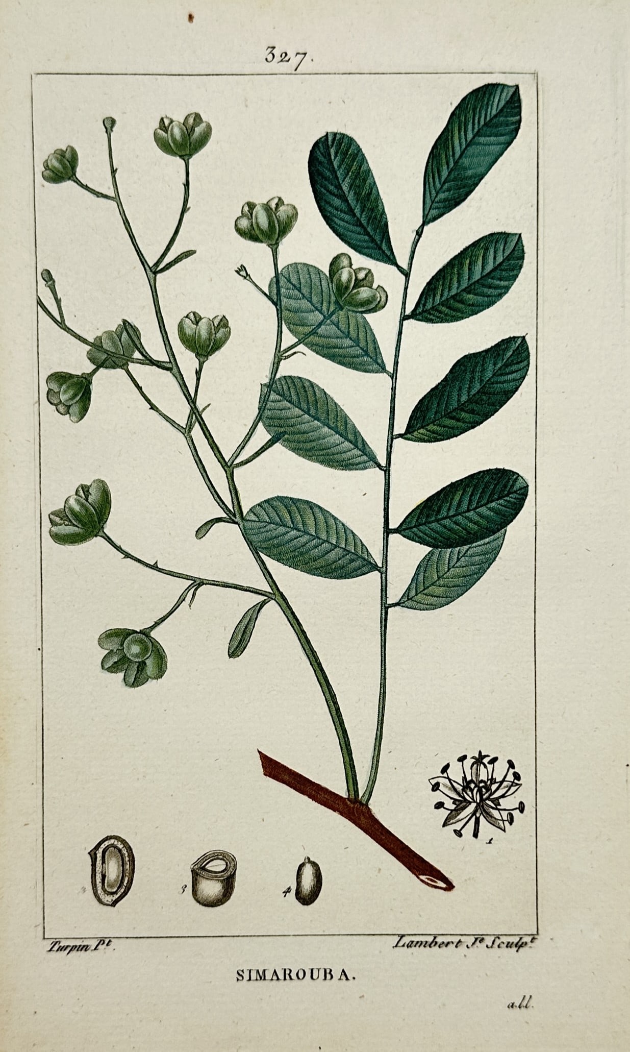 Pierre Jean François Turpin (1775–1840) – Simarouba – Hand-coloured engraving (1800–1820): "Simarouba" depicts a botanical study of the simarouba plant, illustrating its pinnate leaves, loose clusters of flowers, and detailed dissections of seeds and floral anatomy. This engraving originate