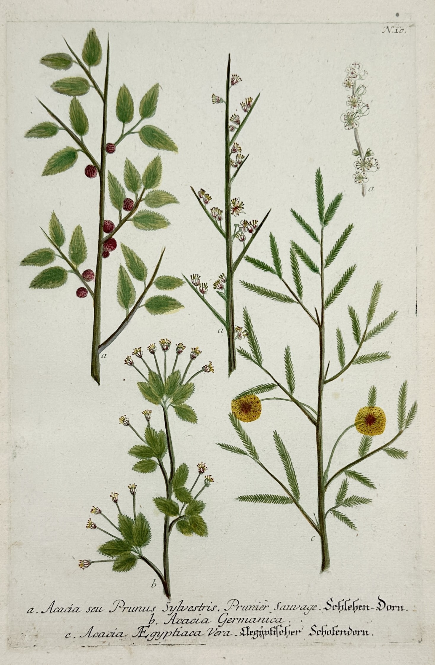 Johann Wilhelm Weinmann – Acacia and Prunus – Hand-coloured engraving and etching (1 of 2)