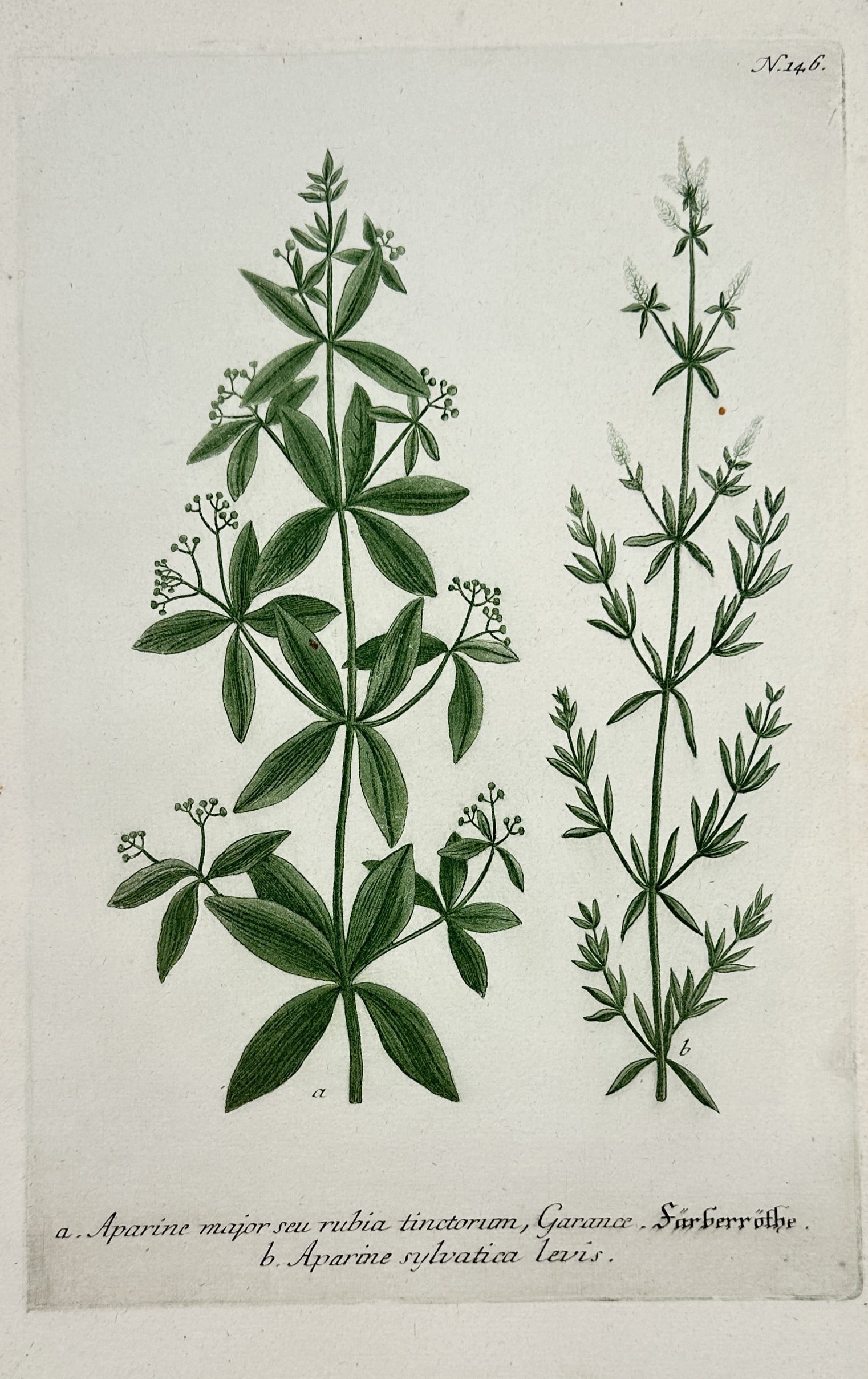 Johann Wilhelm Weinmann – Aparine and Rubia – Hand-coloured engraving and etching (1 of 2)