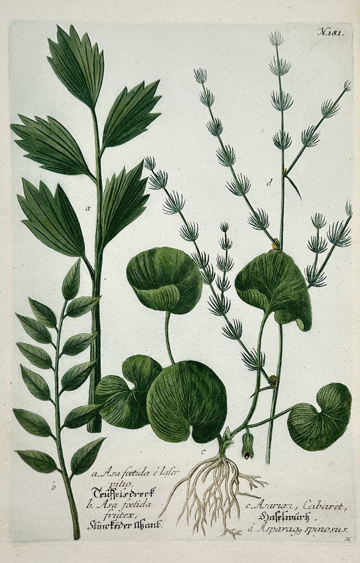 Johann Wilhelm Weinmann – Asarum and Asparagus – Hand-coloured engraving and etching (1 of 2)