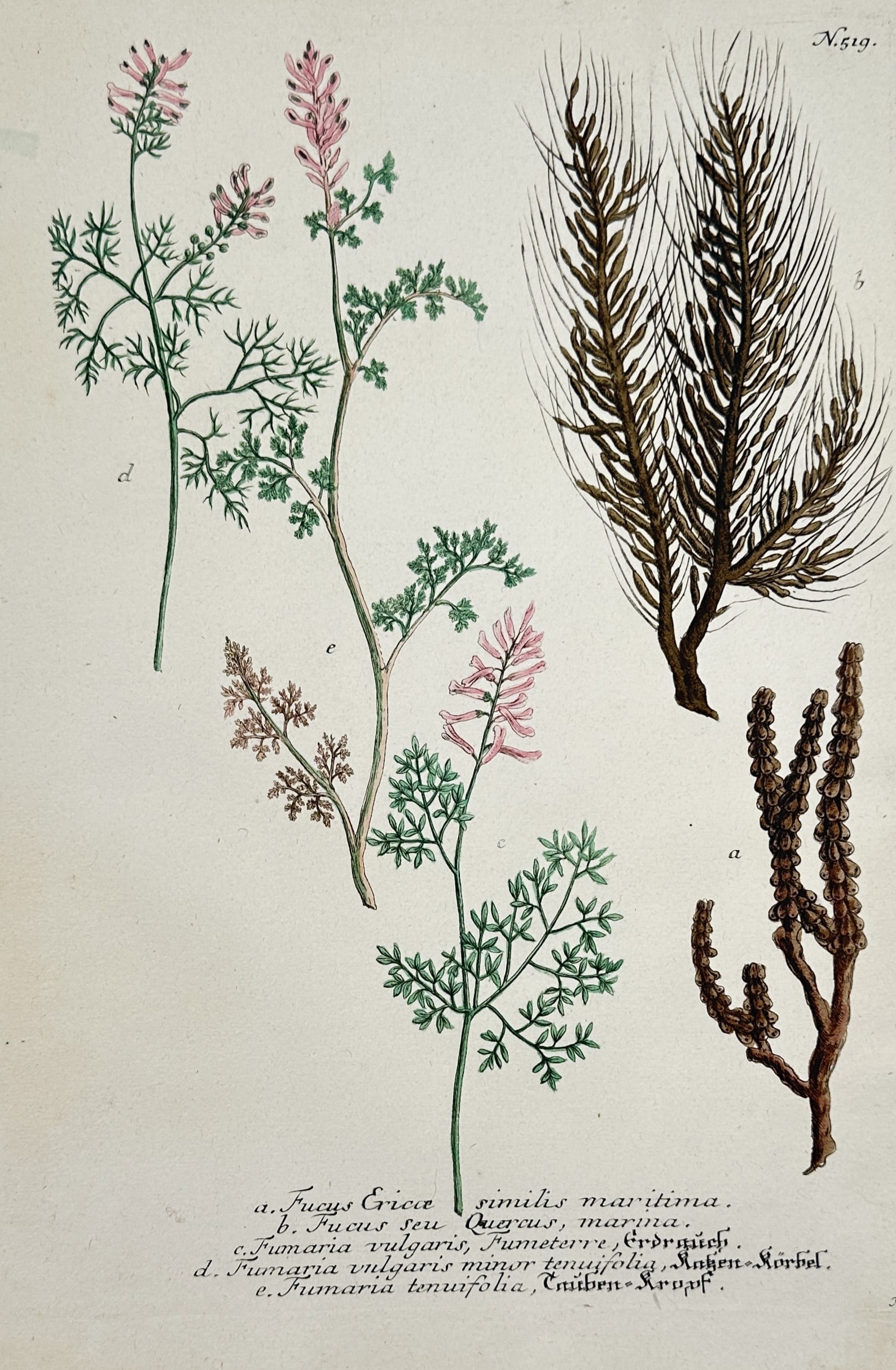 Johann Wilhelm Weinmann – Fucus and Fumaria – Hand-coloured engraving and etching (1 of 2)