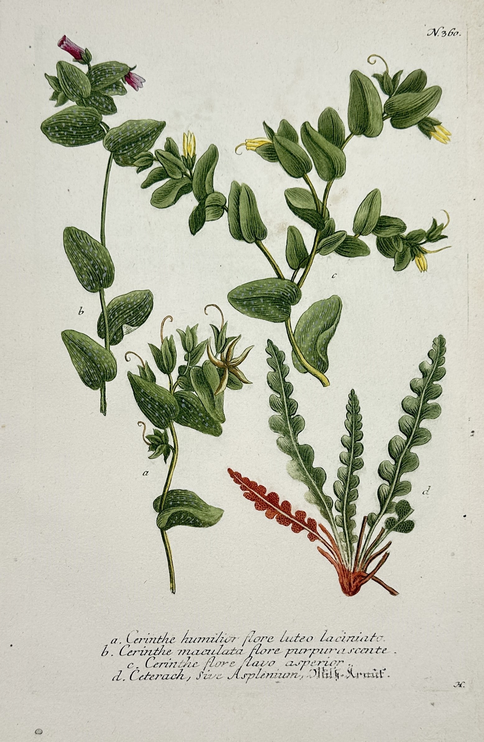 Johann Wilhelm Weinmann – Cerinthe and Ceterach – Hand-coloured engraving and etching (1 of 2)