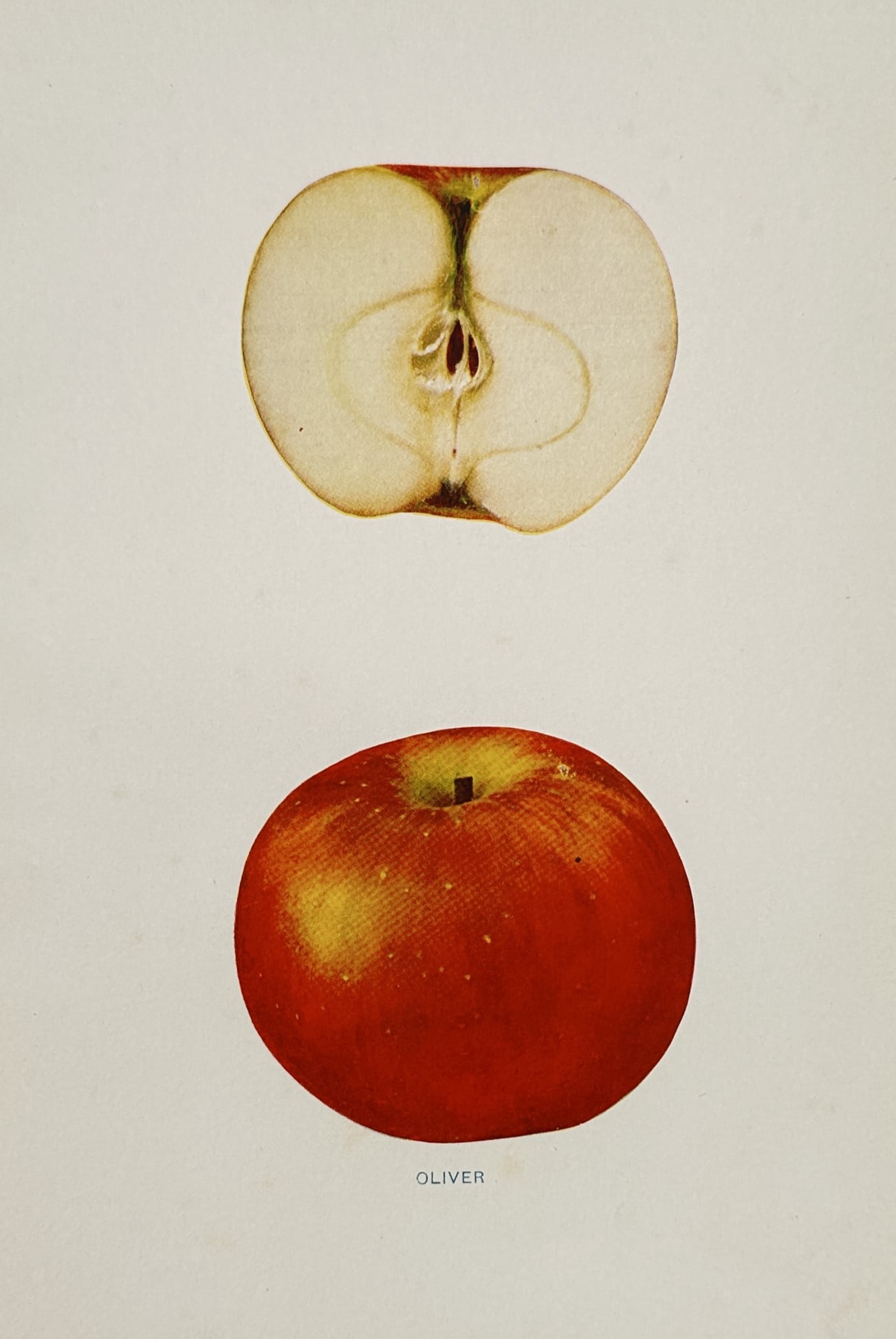 Spencer Ambrose Beach (1860–1922) – Oliver Apple – Chromolithograph (1905): "Oliver" depicts a botanical illustration of the Oliver apple variety, showing both a whole specimen and a cross-section to reveal its internal structure and flesh texture. This plate is from The Appl