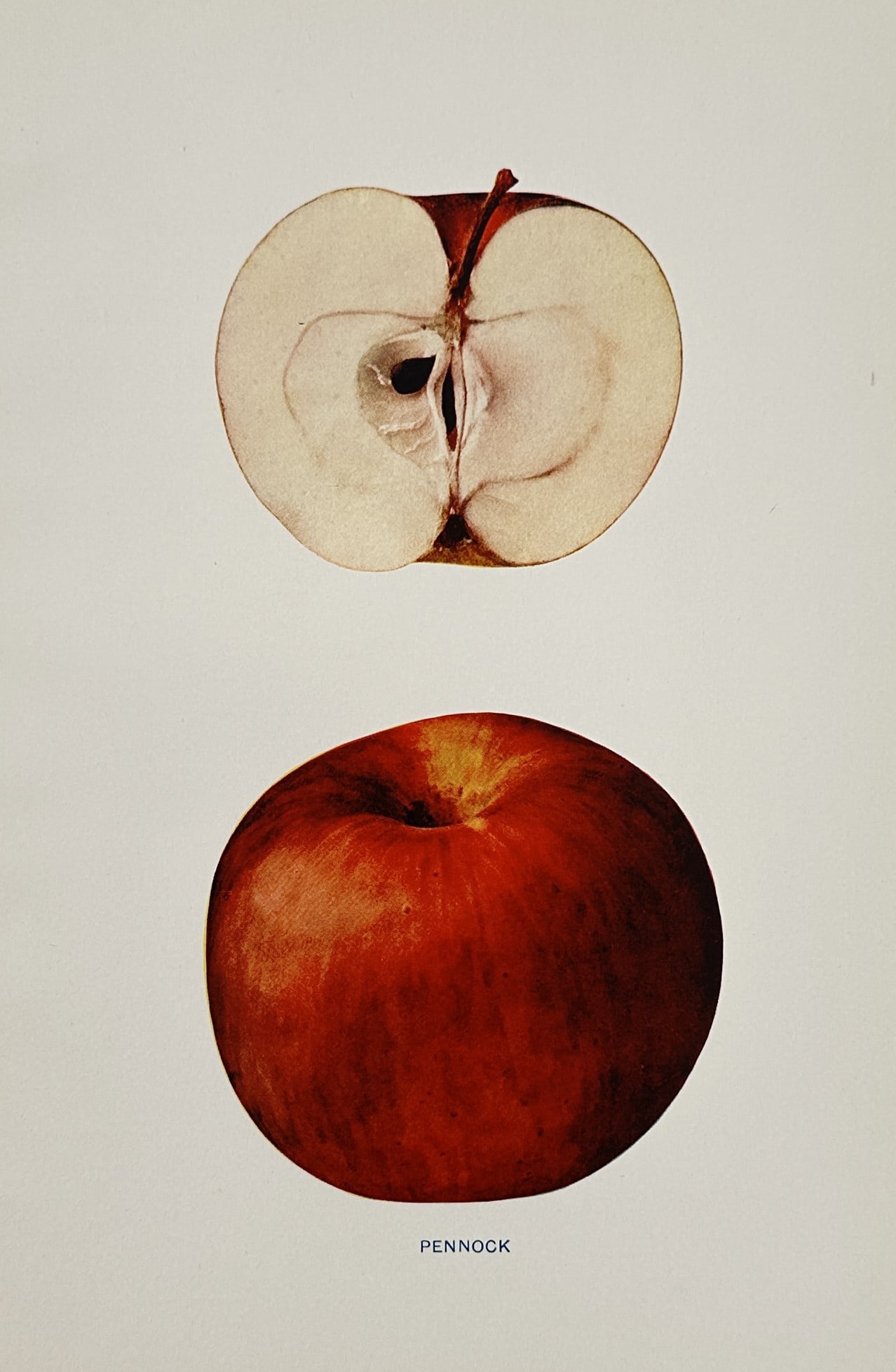 Spencer Ambrose Beach (1860–1922) – Pennock Apple – Chromolithograph (1905): "Pennock" depicts a botanical illustration of the Pennock apple variety, showing both a whole specimen and a cross-section to reveal its internal structure and flesh texture. This plate is from The Ap