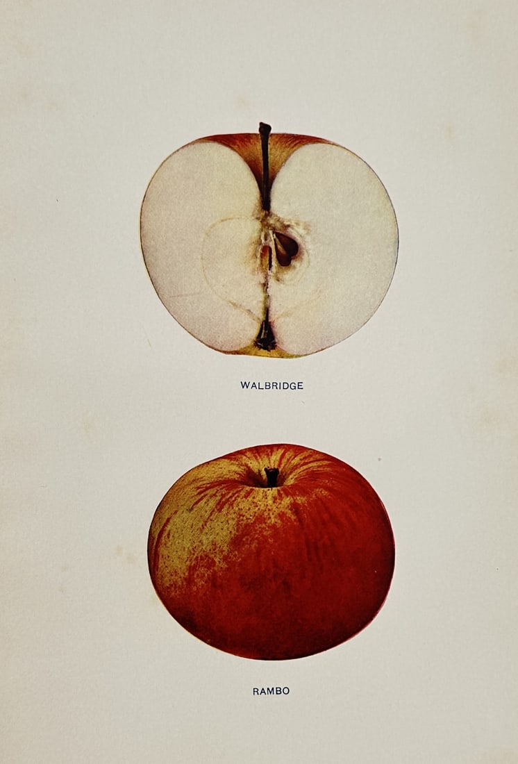 Spencer Ambrose Beach (1860–1922) – Walbridge and Rambo Apples – Chromolithograph (1905): "Walbridge and Rambo" illustrates a botanical study of two distinct apple varieties, presenting a cross-section of a Walbridge apple alongside a whole Rambo apple. This plate is from the two-volume wo