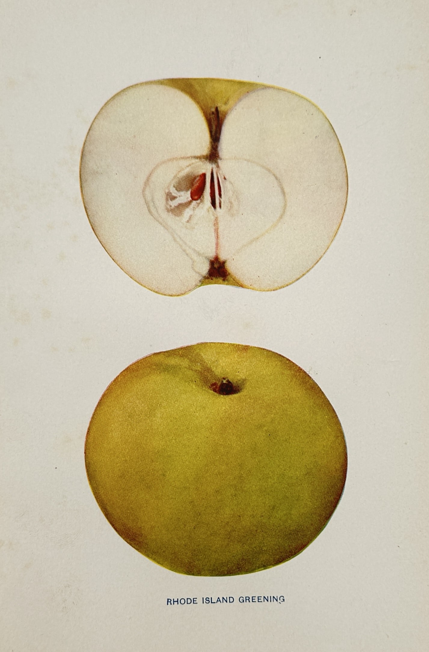 Spencer Ambrose Beach (1860–1922) – Rhode Island Greening Apple – Chromolithograph (1905) (1 of 2)
