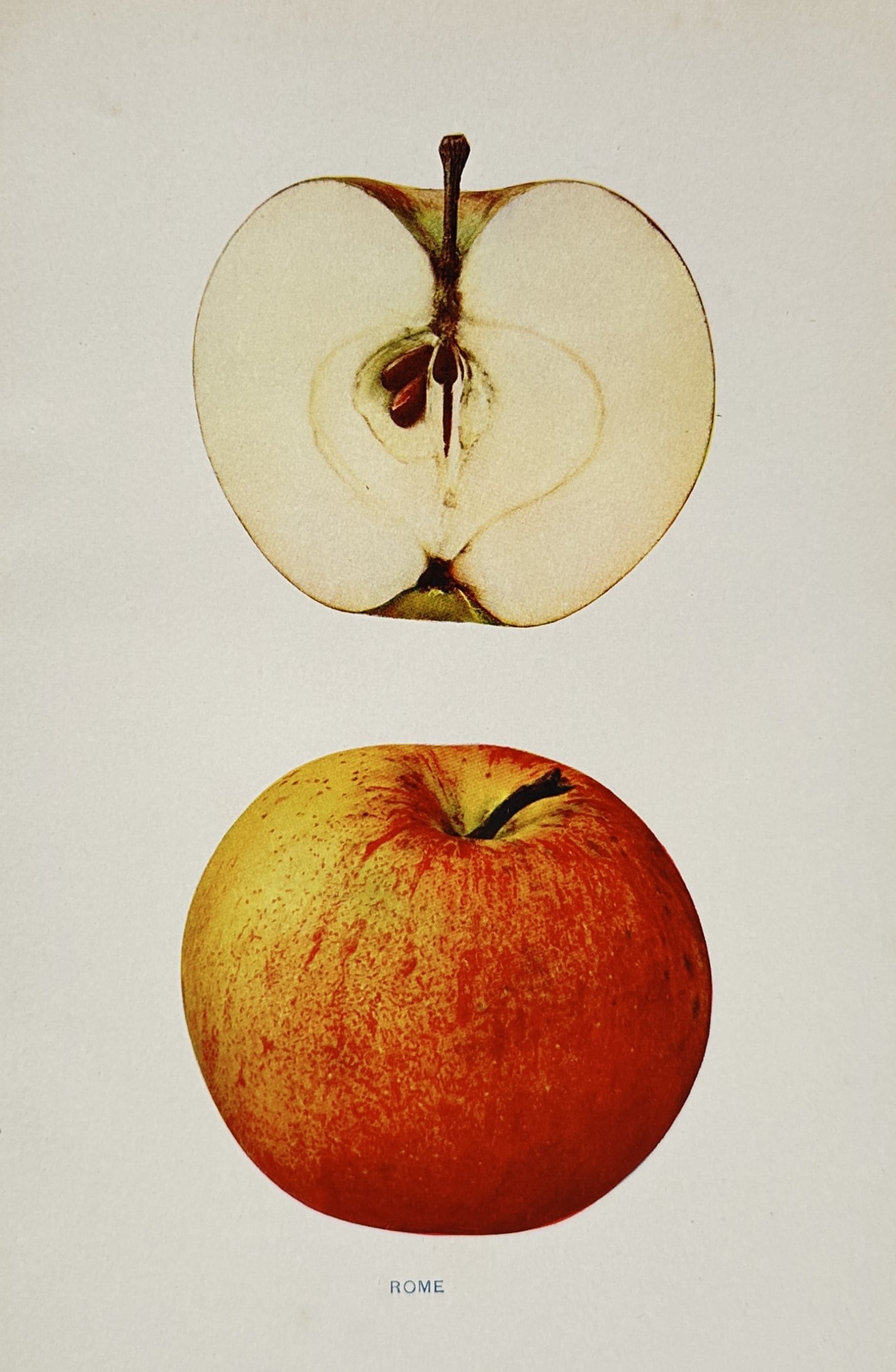 Spencer Ambrose Beach (1860–1922) – Rome Apple – Chromolithograph (1905): "Rome" depicts a botanical illustration of the Rome apple variety, displaying both a whole specimen and a cross-section to reveal its internal structure and flesh texture. This plate originates from t