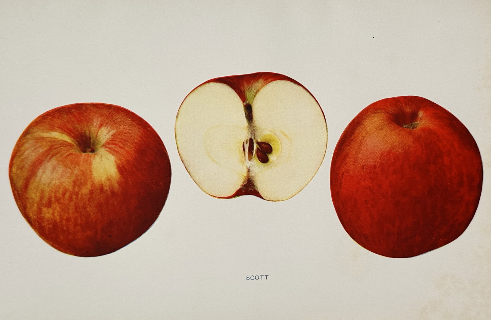 Spencer Ambrose Beach (1860–1922) – Scott Apple – Chromolithograph (1905) (1 of 2)