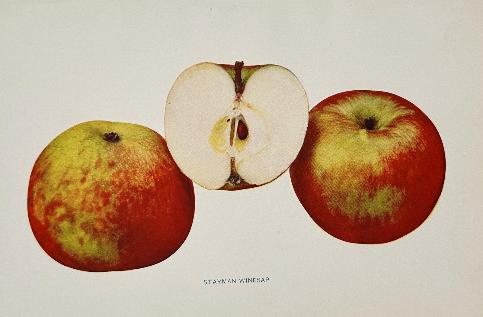 Spencer Ambrose Beach (1860–1922) – Stayman Winesap Apple – Chromolithograph (1905): "Stayman Winesap" depicts a botanical illustration of the Stayman Winesap apple variety, showcasing two whole specimens and a cross-section to reveal its internal structure and flesh texture. This pla