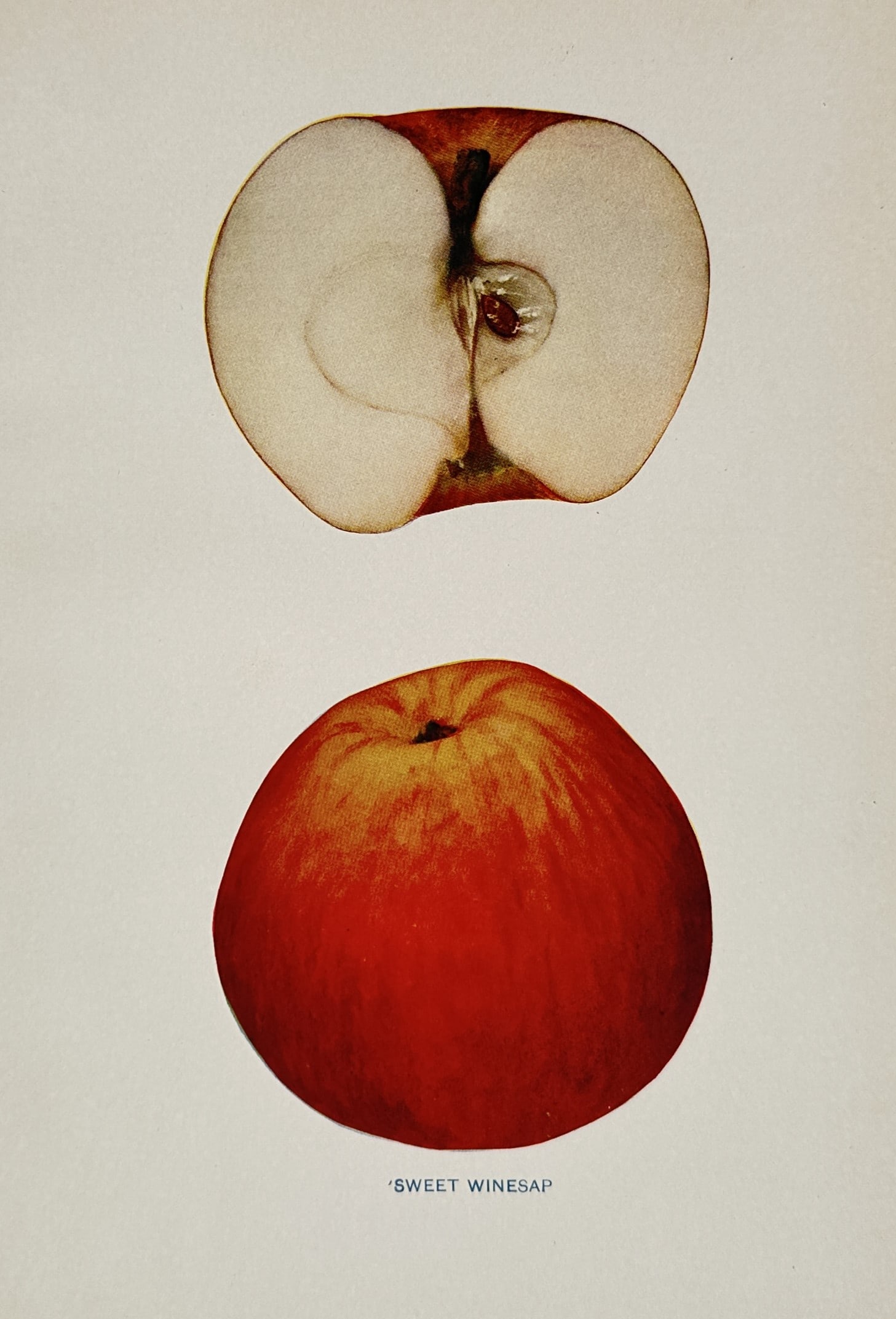 Spencer Ambrose Beach (1860–1922) – Sweet Winesap Apple – Chromolithograph (1905) (1 of 2)