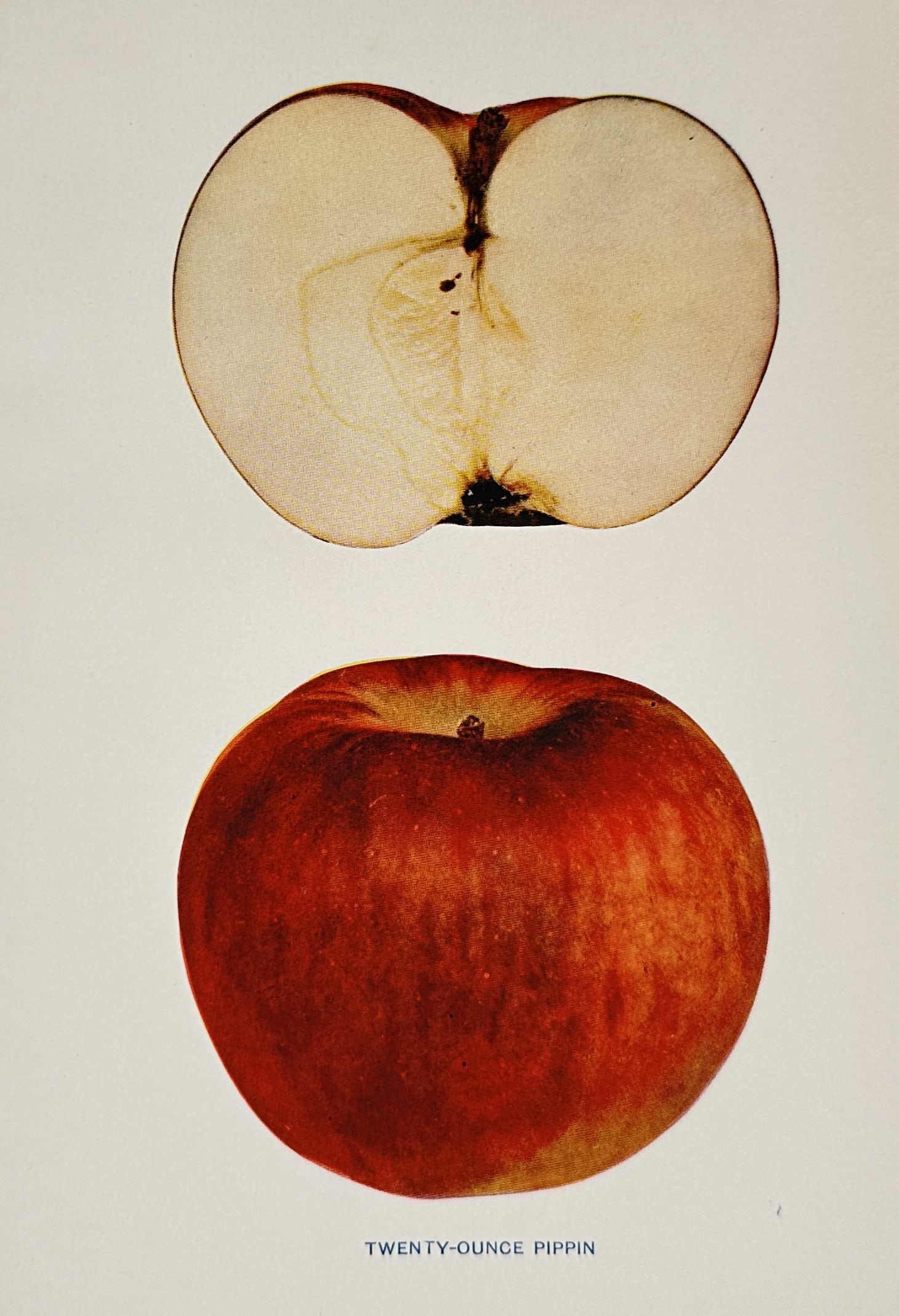 Spencer Ambrose Beach (1860–1922) – Twenty-Ounce Pippin Apple – Chromolithograph (1905): "Twenty-Ounce Pippin" depicts a botanical illustration of the Twenty-Ounce Pippin apple variety, presenting both a whole specimen and a cross-section to reveal its internal structure and flesh texture