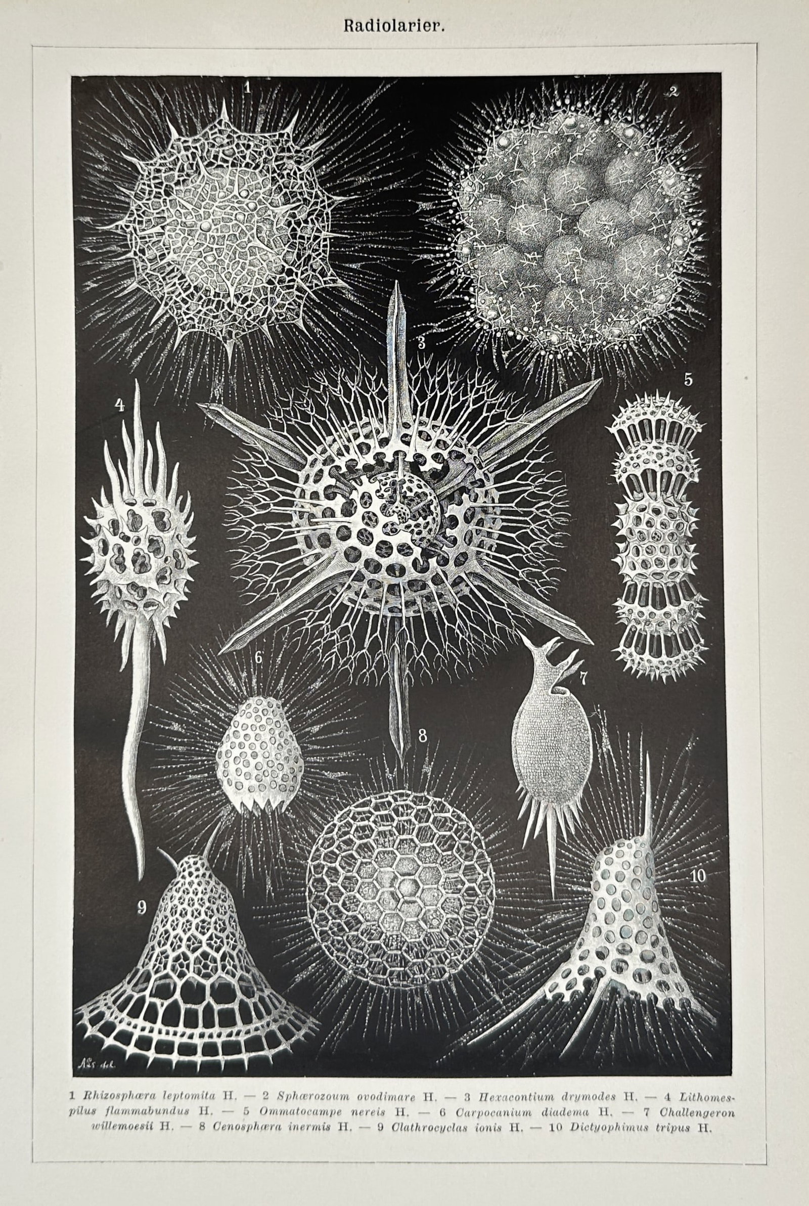Ernst Haeckel (1834–1919) – Radiolarians – Lithograph (1904) (1 of 2)