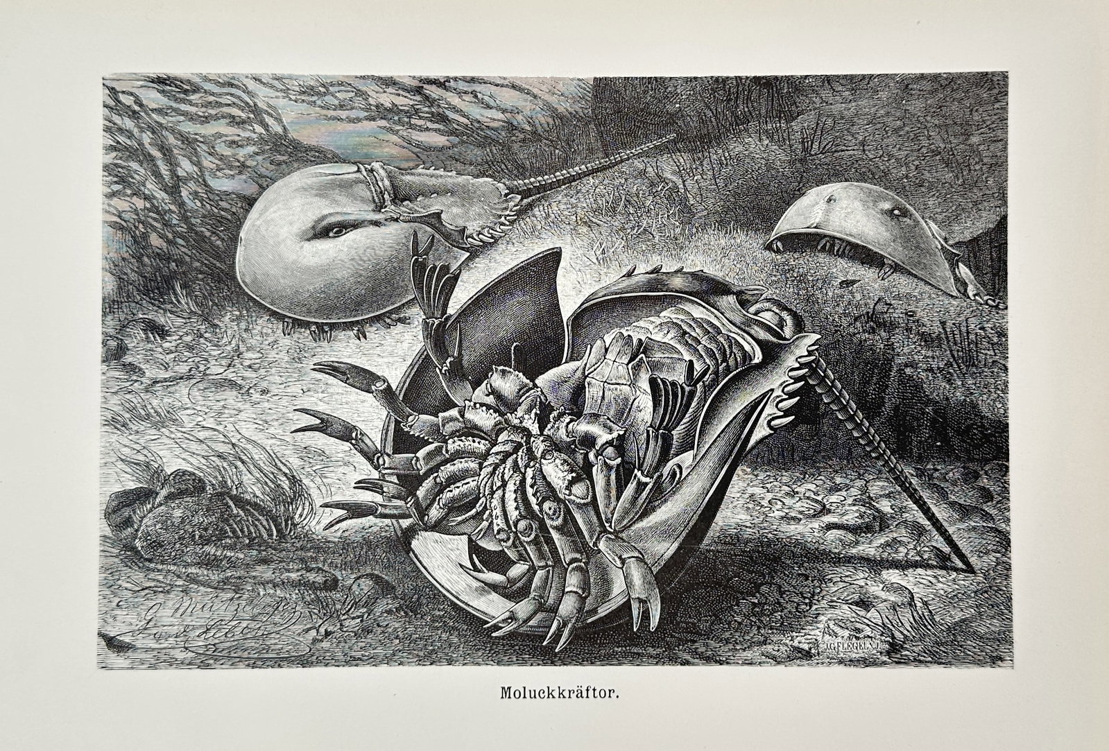 Johann Gottfried Flegel (1815–1881) – Moluccan King Crab – Engraving (19th Century) (1 of 2)