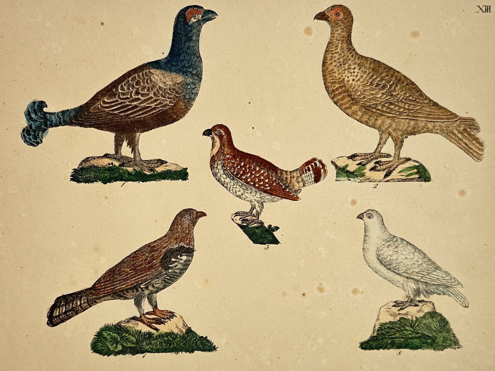 Friedrich Justin Bertuch – Various Game Birds – Hand-coloured engraving (1790–1830) (1 of 2)