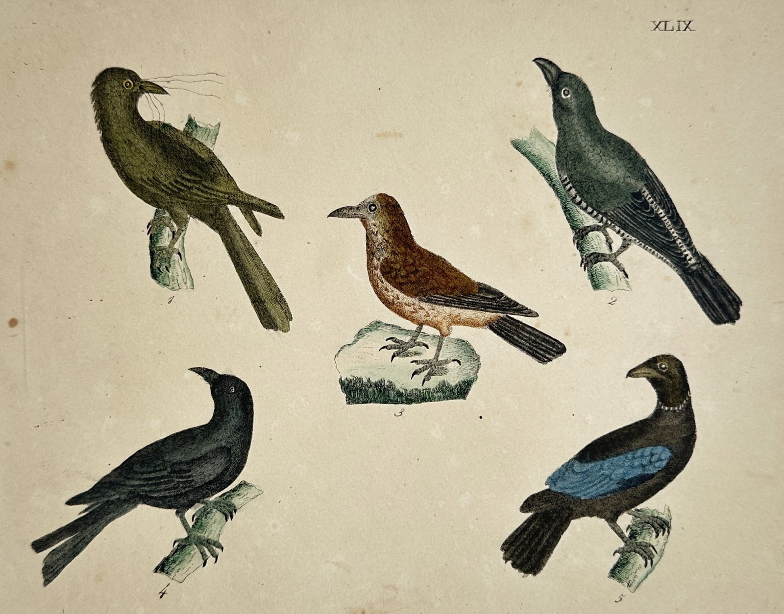 Friedrich Justin Bertuch – Various Birds – Hand-coloured engraving (1790–1830) (1 of 2)