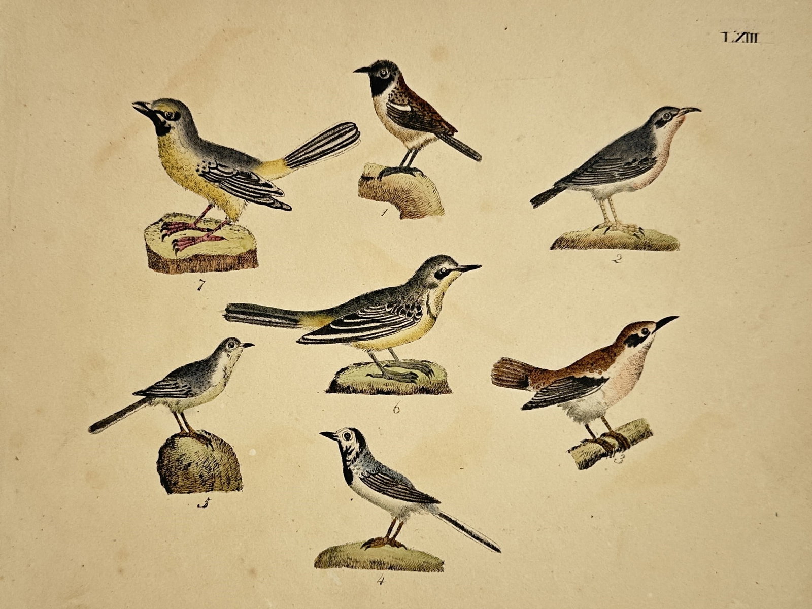 Friedrich Justin Bertuch – Assorted Passerine Birds – Hand-coloured engraving (1790–1830) (1 of 2)