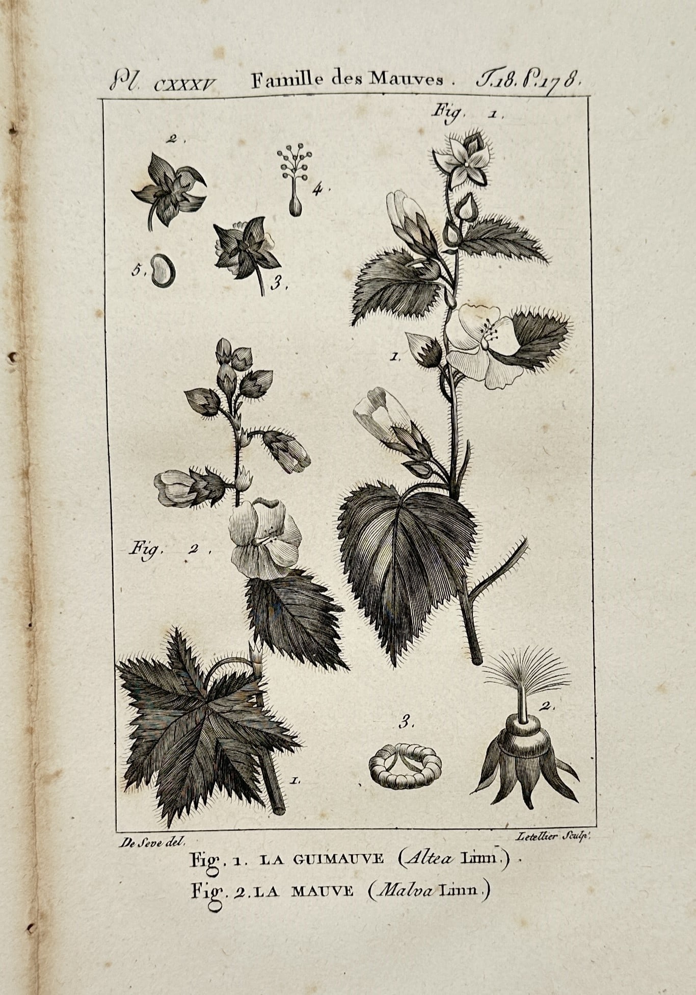 Georges-Louis Leclerc, Comte de Buffon – Linnaean Sexual System – Engraving (18th Century): "Systeme sexuel de Linné" provides a technical visual breakdown of the sexual classification system for plants developed by Carl Linnaeus, illustrating various floral reproductive structures to delin