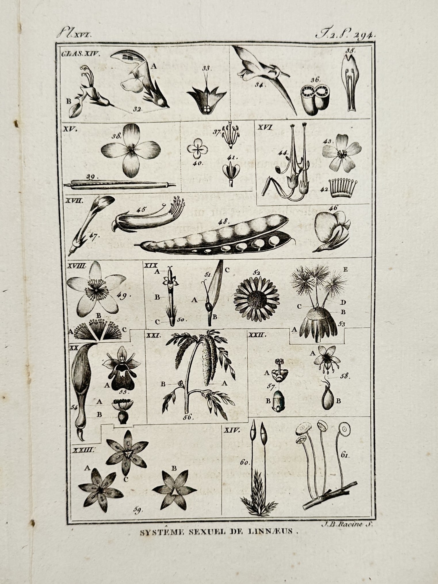 Georges-Louis Leclerc, Comte de Buffon – Botanical Classification Diagram – Engraving: "Systeme sexuel de Linné" provides a technical visual breakdown of the sexual classification system for plants developed by Carl Linnaeus, illustrating various floral reproductive structures to delin
