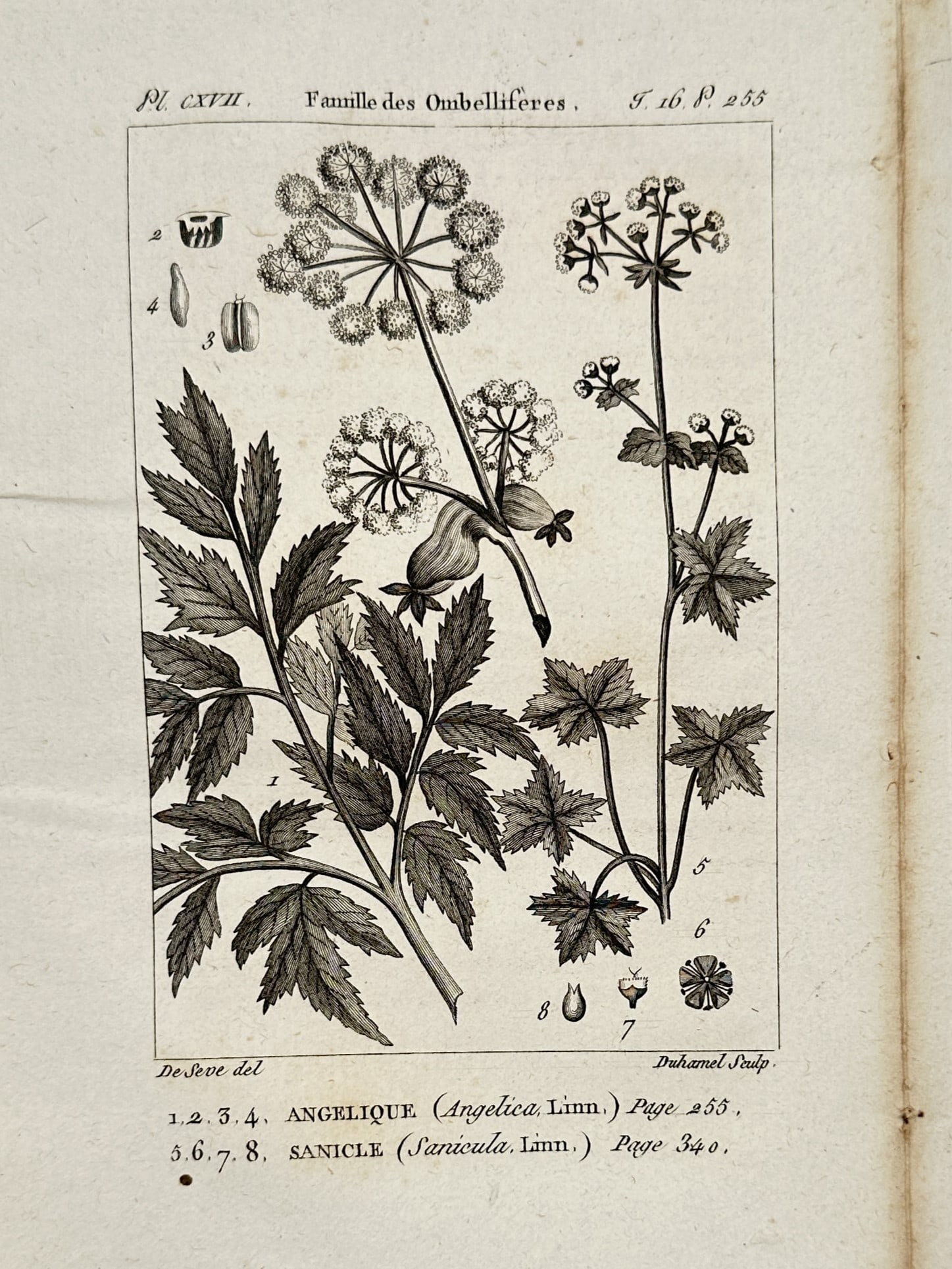 Georges-Louis Leclerc, Comte de Buffon – Umbelliferae Botanical Study – Engraving (18th Century): "Famille des Ombellifères" illustrates the botanical characteristics of Angelica and Sanicle species, detailing their characteristic umbel flower structures, foliage, and seed development. This engra