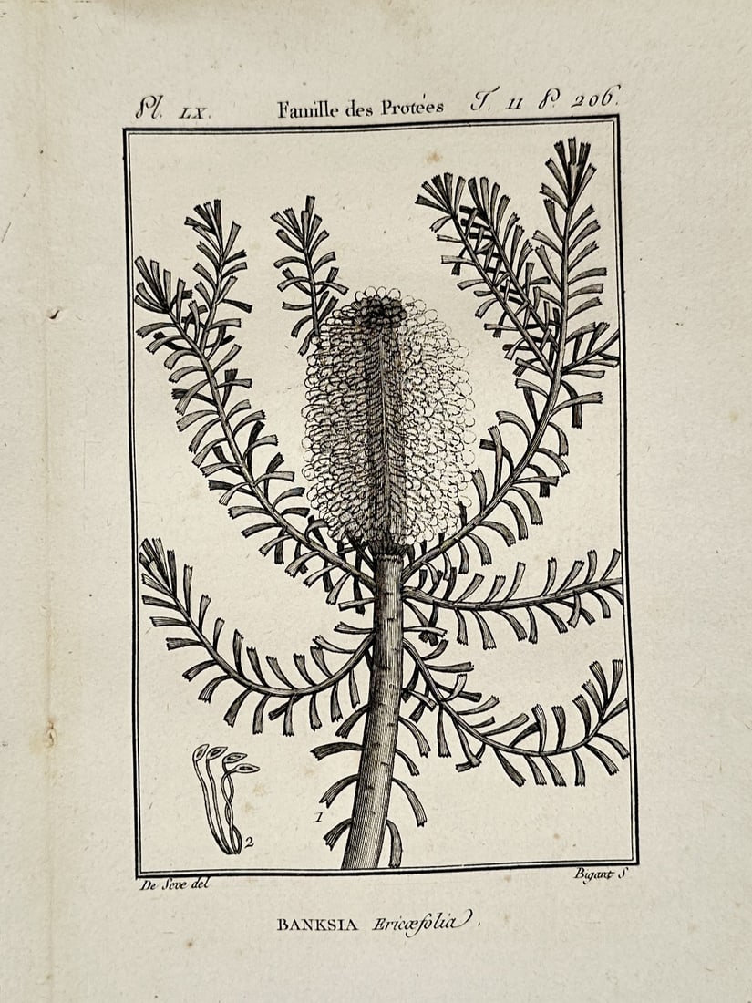 Georges-Louis Leclerc, Comte de Buffon – Banksia Botanical Study – Engraving (18th Century): "Famille des Protées" illustrates the botanical characteristics of Banksia ericafolia, detailing its distinctive cylindrical inflorescence and needle-like foliage. This engraving originates from a sc