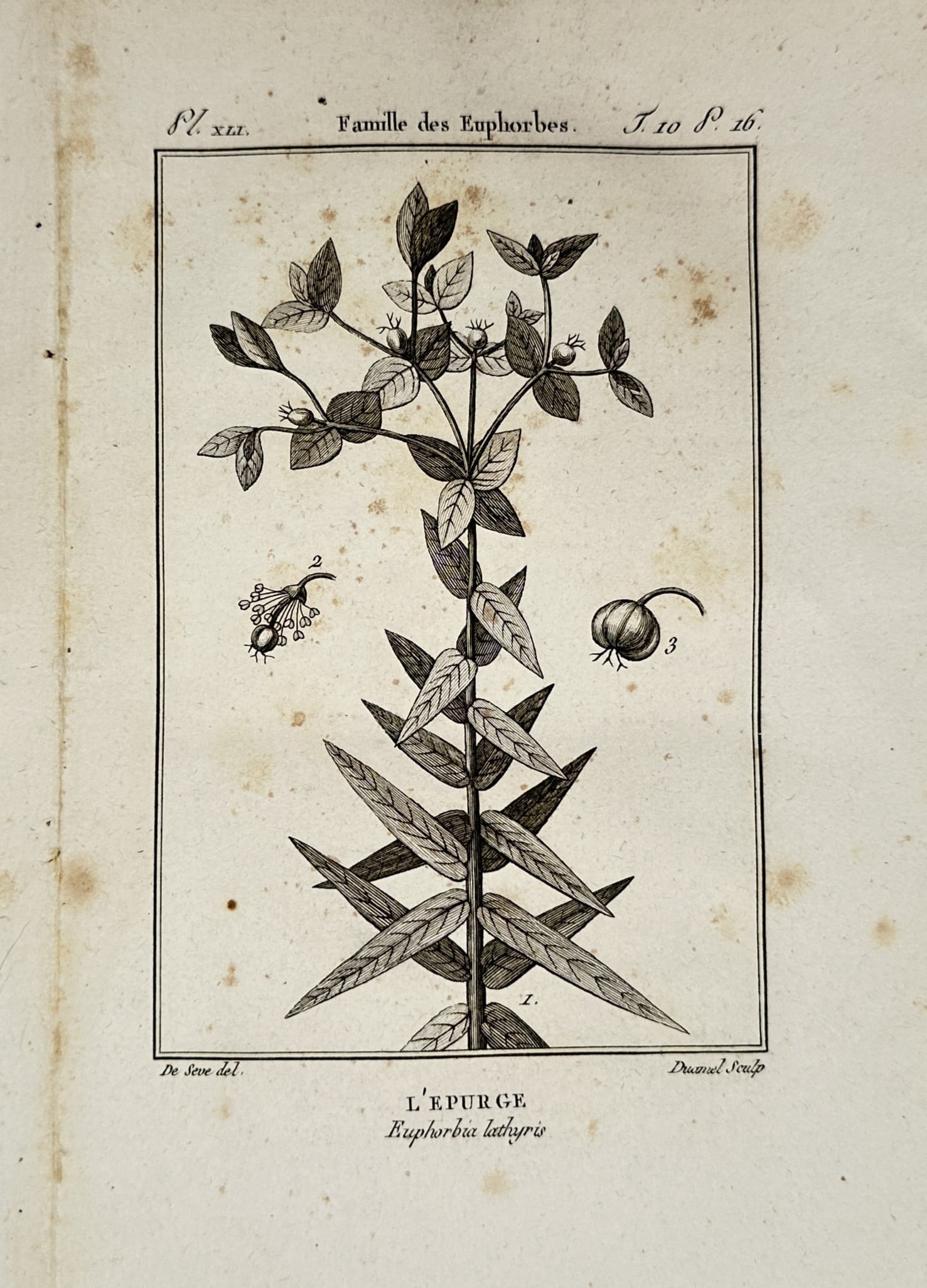 Georges-Louis Leclerc, Comte de Buffon – Euphorbia Botanical Study – Engraving (18th Century): "Famille des Euphorbes" displays the botanical features of Euphorbia lathyrus, commonly known as the caper spurge, detailing its characteristic foliage arrangement, flowers, and fruit structure. This 