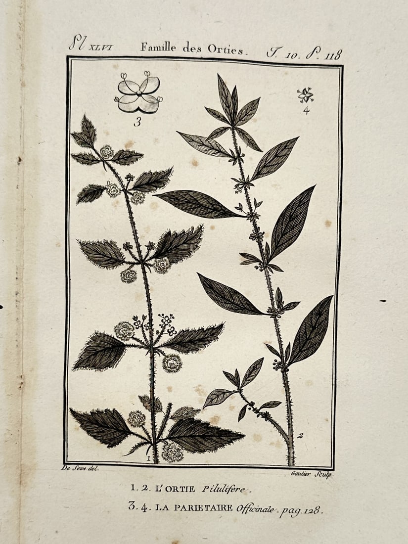 Georges-Louis Leclerc, Comte de Buffon – Nettle Family Botanical Study – Engraving (18th (1 of 2)