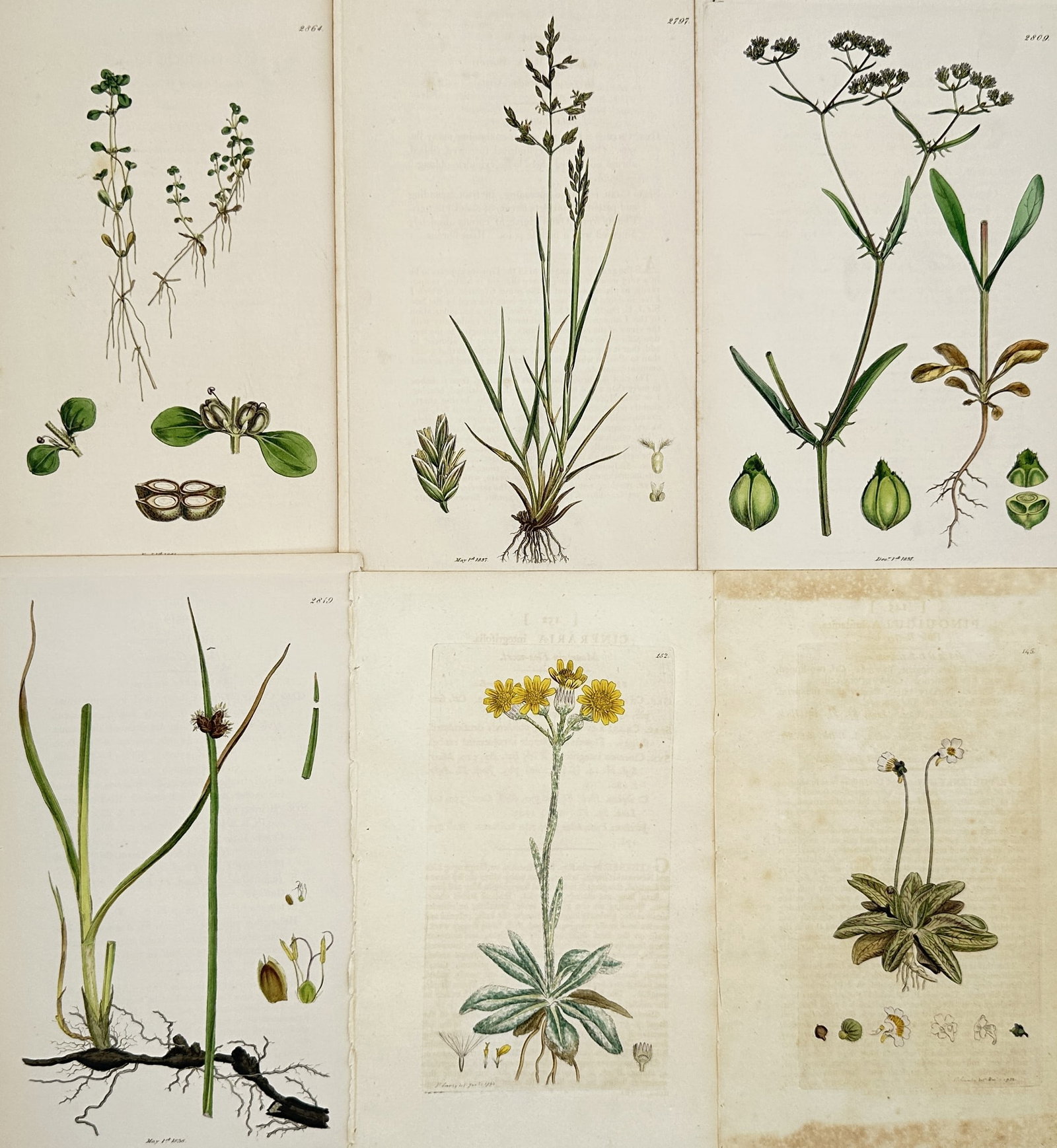 James Sowerby – Set of 6: Assorted Botanical Studies – Hand-coloured engraving (1790–1814) (1 of 2)