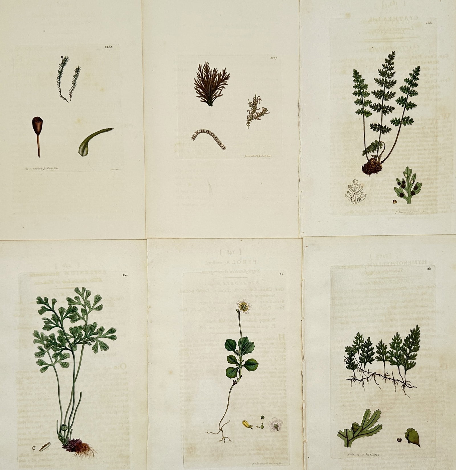 James Sowerby – Set of 6: Cryptogamic and Botanical Studies – Hand-coloured engraving (1 of 2)