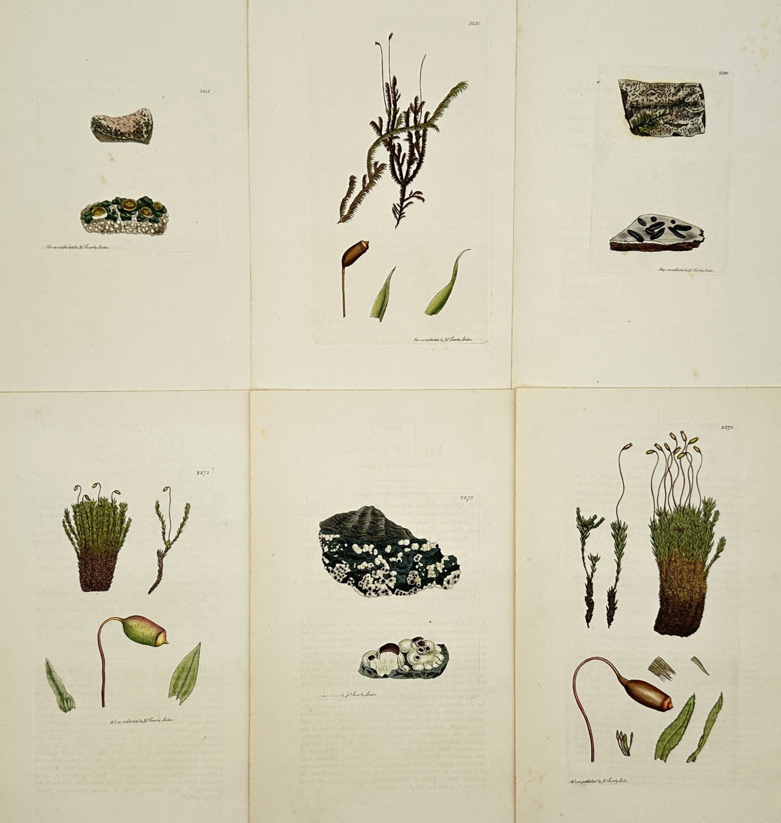 James Sowerby – Set of 6: Lichen and Moss Studies – Hand-coloured engraving (1790–1814): "Plantae Bryophyta et Lichenes" portrays a collection of moss and lichen species, detailing their reproductive capsules, foliage, and attachment to rocky substrates. These plates are from English Bota