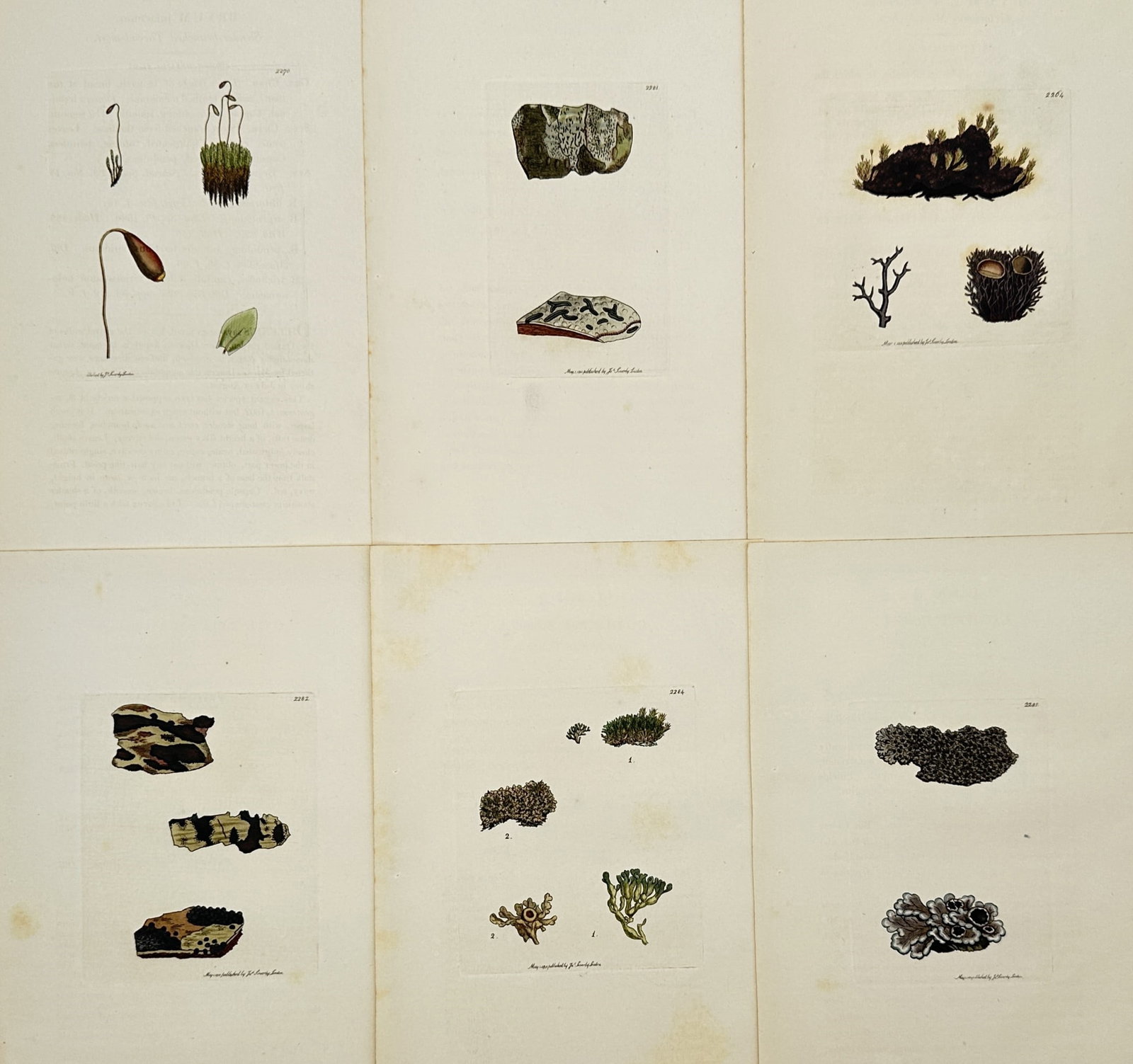 James Sowerby – Set of 6: Lichen and Bryophyte Studies – Hand-coloured engraving (1790–1814) (1 of 2)