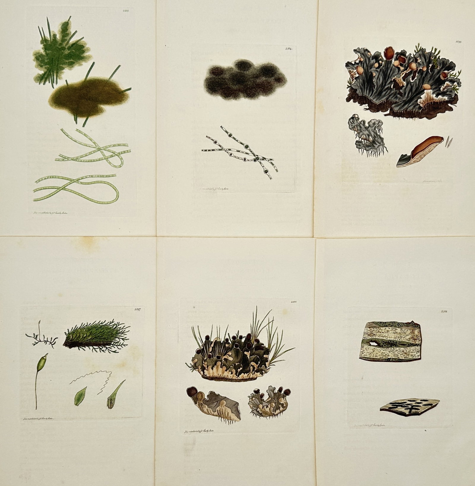 James Sowerby – Set of 6: Lichen and Algal Studies – Hand-coloured engraving (1790–1814): "Plantae Algae et Lichenes" portrays a collection of algae and lichen species, documenting their unique growth habits, filamentous structures, and various morphological forms on diverse substrates. Th
